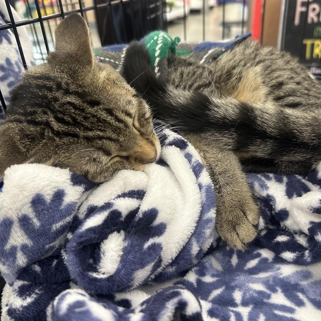 Enlarge Maple - Litter 2 kitten 3 Male, a Adoptable Domestic Short Hair in Greenfield, IN image 5/6