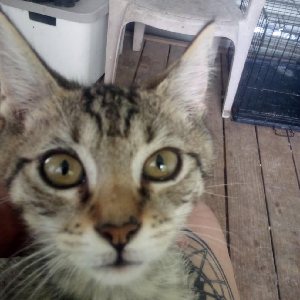 Enlarge Maple - Litter 2 kitten 3 Male, a Adoptable Domestic Short Hair in Greenfield, IN image 6/6