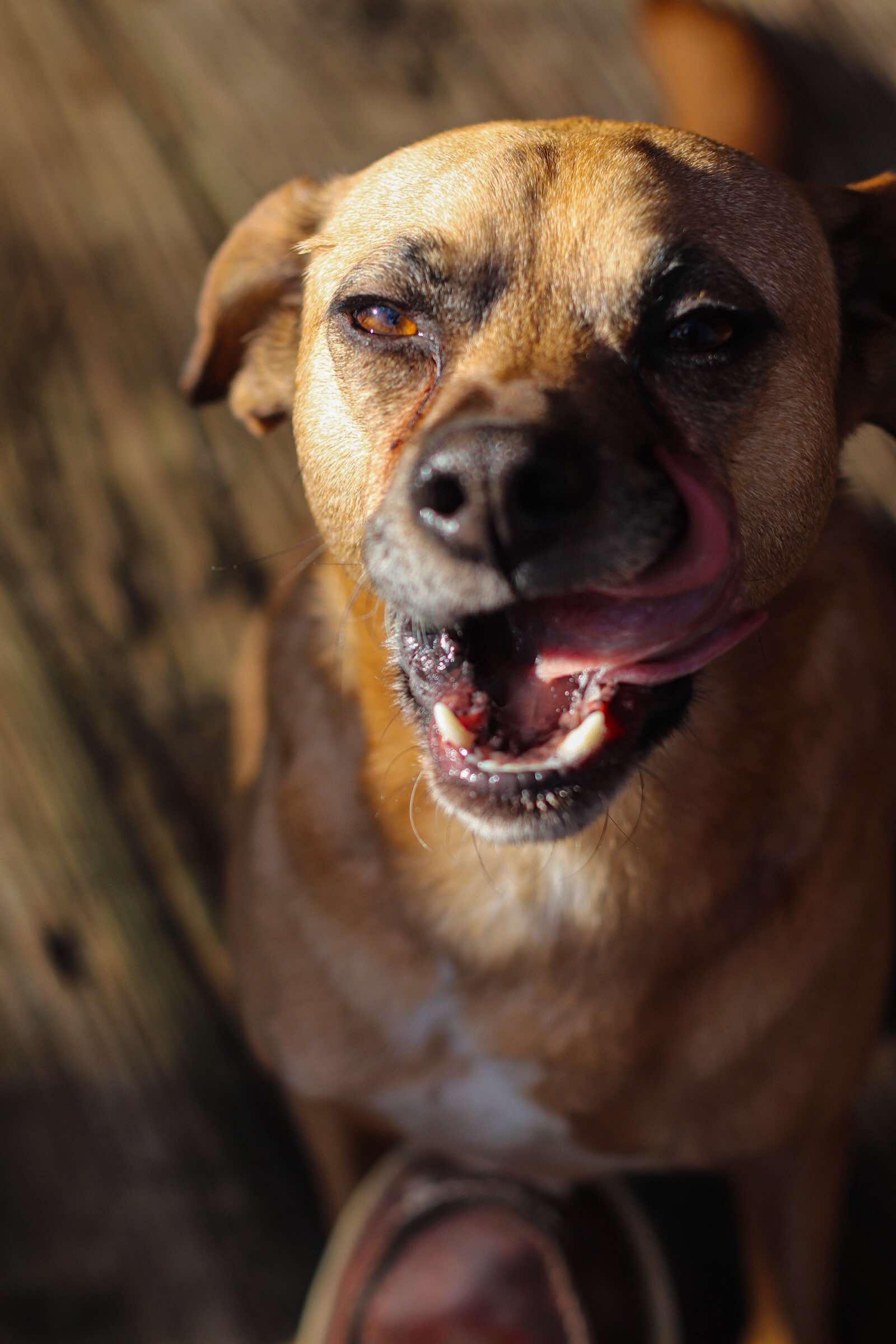 Jax, a Adoptable Puggle in Toledo, OH image 5/6