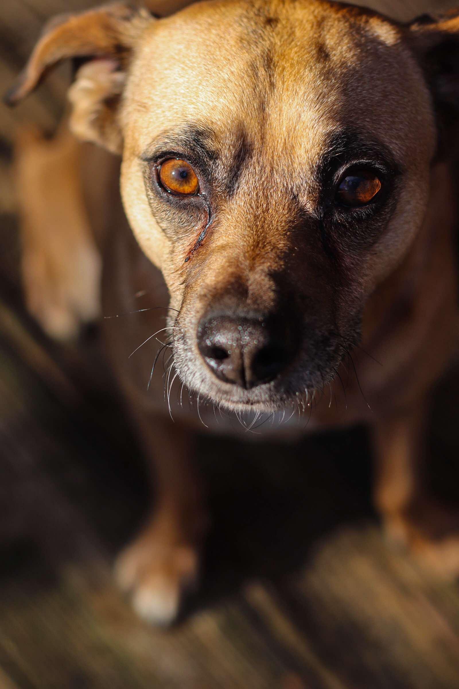 Jax, a Adoptable Puggle in Toledo, OH image 3/6