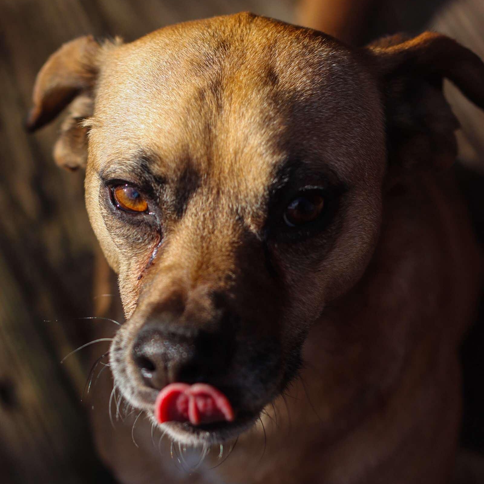 Jax, a Adoptable Puggle in Toledo, OH image 1/6
