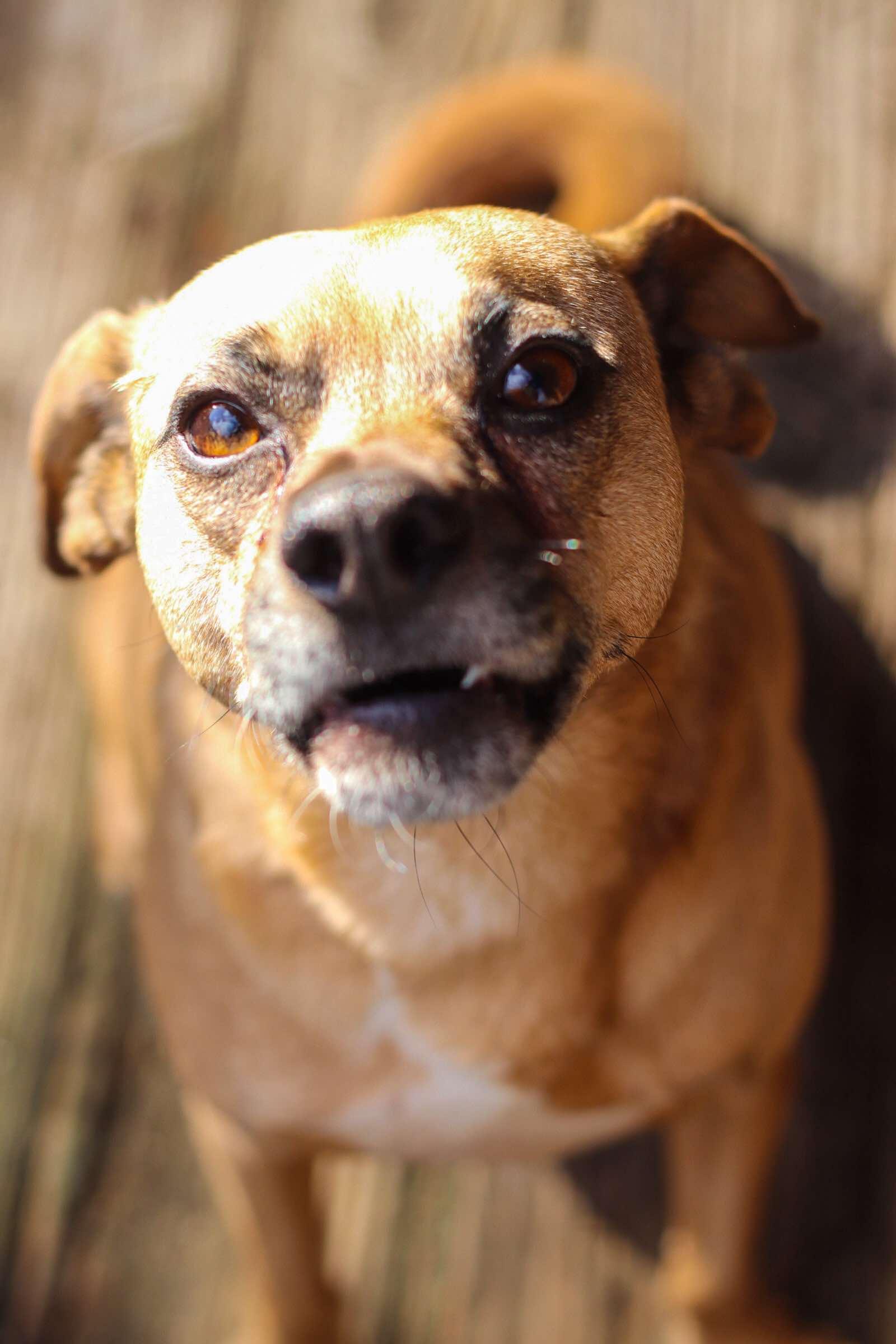 Jax, a Adoptable Puggle in Toledo, OH image 2/6