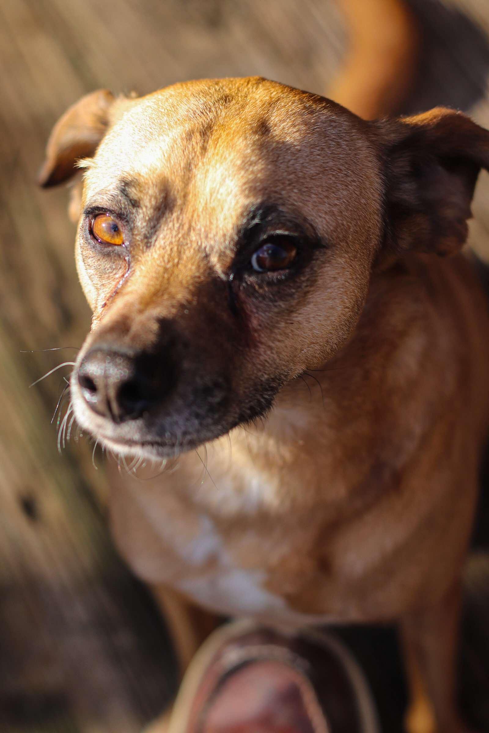 Jax, a Adoptable Puggle in Toledo, OH image 4/6