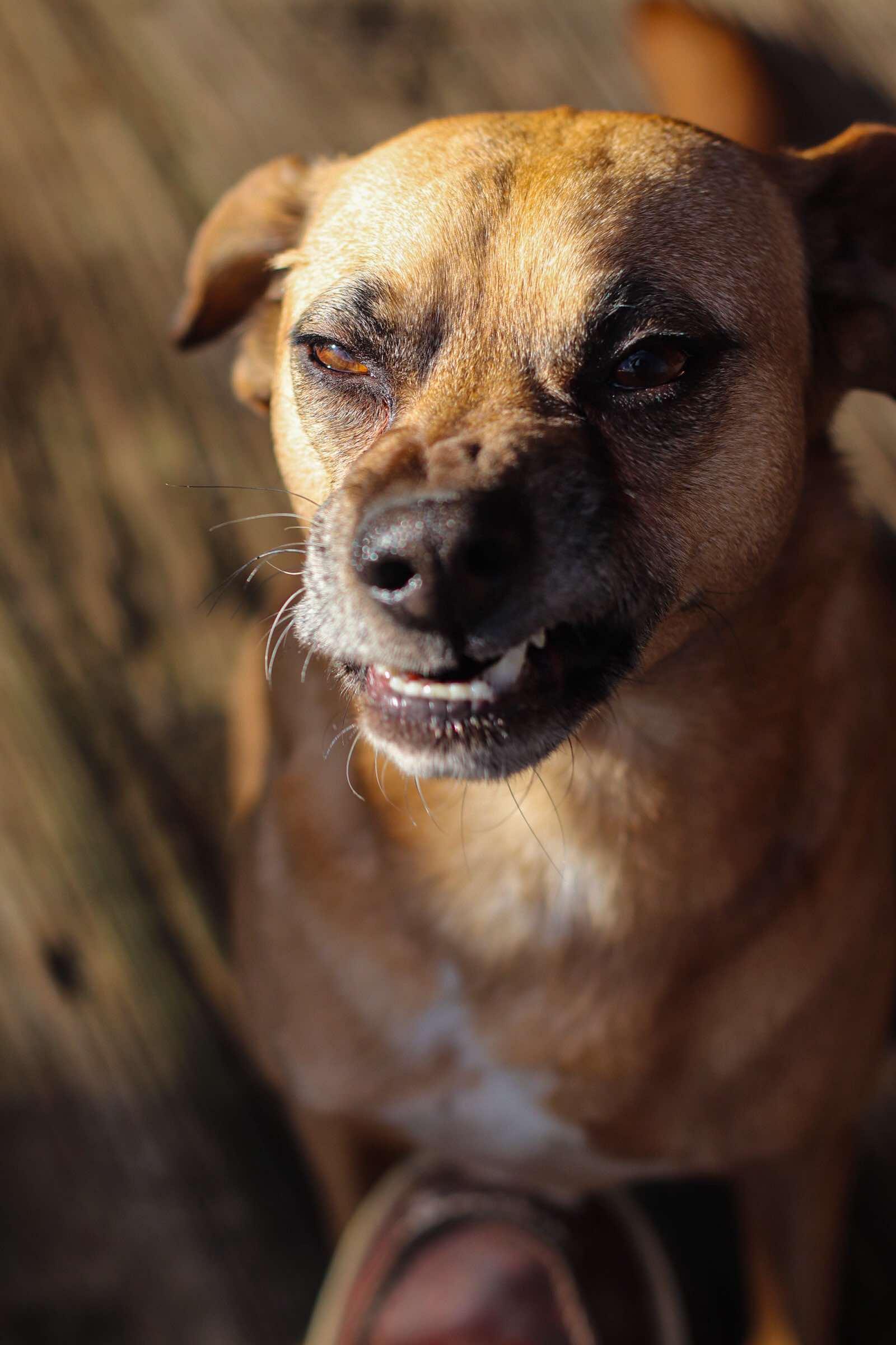 Jax, a Adoptable Puggle in Toledo, OH image 6/6