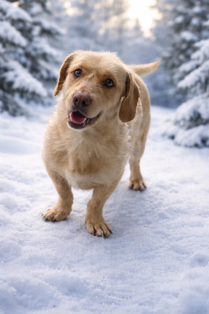 Lacey Jo, Adoptable, Adult Female Terrier.