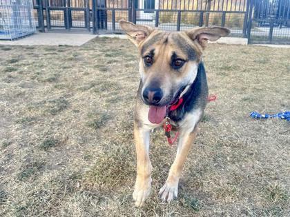 Gracie, Adoptable, Young Female German Shepherd Dog & Mixed Breed.