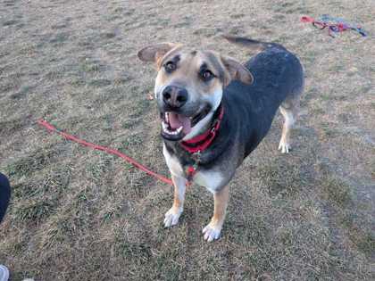 Enlarge Gracie, a Adoptable mixed breed in Boulder, CO image 2/2