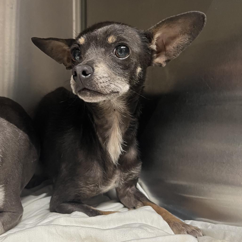 Krew C-34346, Adoptable, Adult Male Chihuahua.