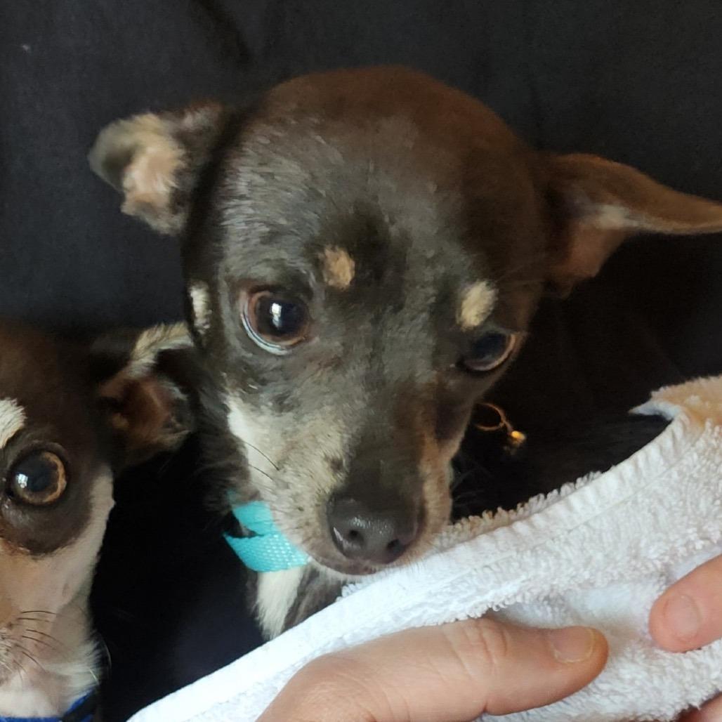 Enlarge Krew C-34346, a Adoptable Chihuahua in Oklahoma City, OK image 1/3