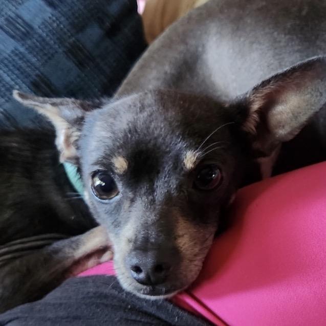 Enlarge Krew C-34346, a Adoptable Chihuahua in Oklahoma City, OK image 2/3