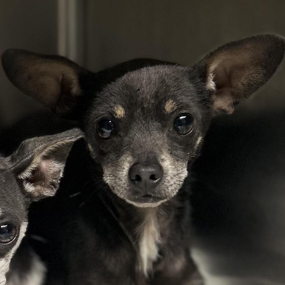 Enlarge Krew C-34346, a Adoptable Chihuahua in Oklahoma City, OK image 3/3