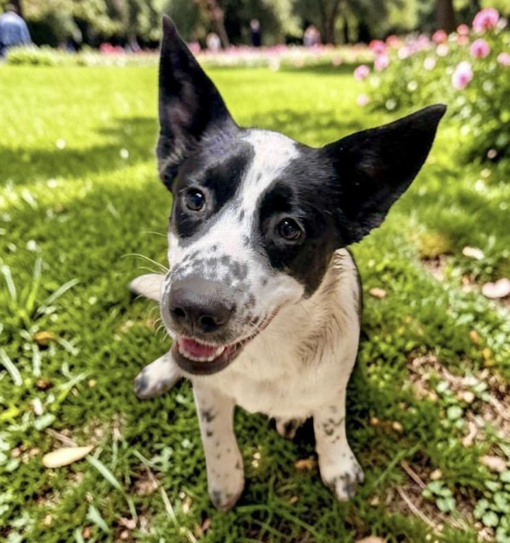 Lamb, Adoptable, Puppy Female Border Collie.