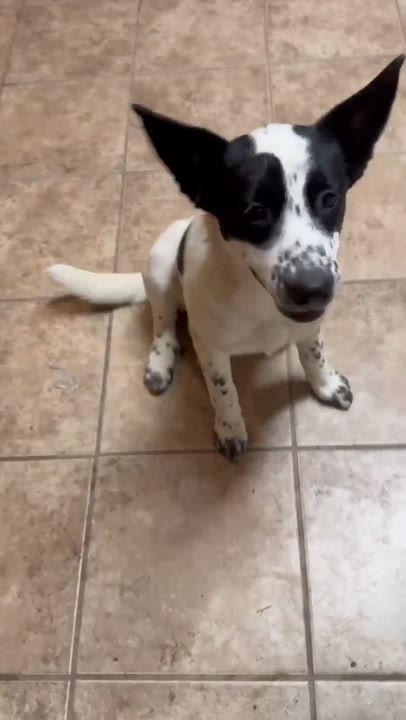 Enlarge Lamb, a Adoptable mixed breed in Chester , VA video 3/6