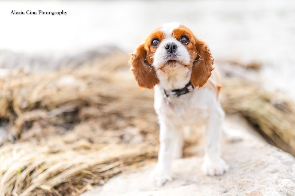 Evangeline, adopted, Adult Female Cavalier King Charles Spaniel.