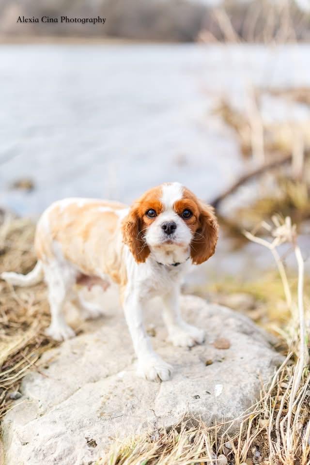 Evangeline, an adopted Cavalier King Charles Spaniel in Drumbo, ON image 3/3