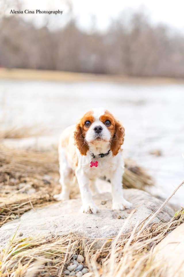 Evangeline, an adopted Cavalier King Charles Spaniel in Drumbo, ON image 2/3