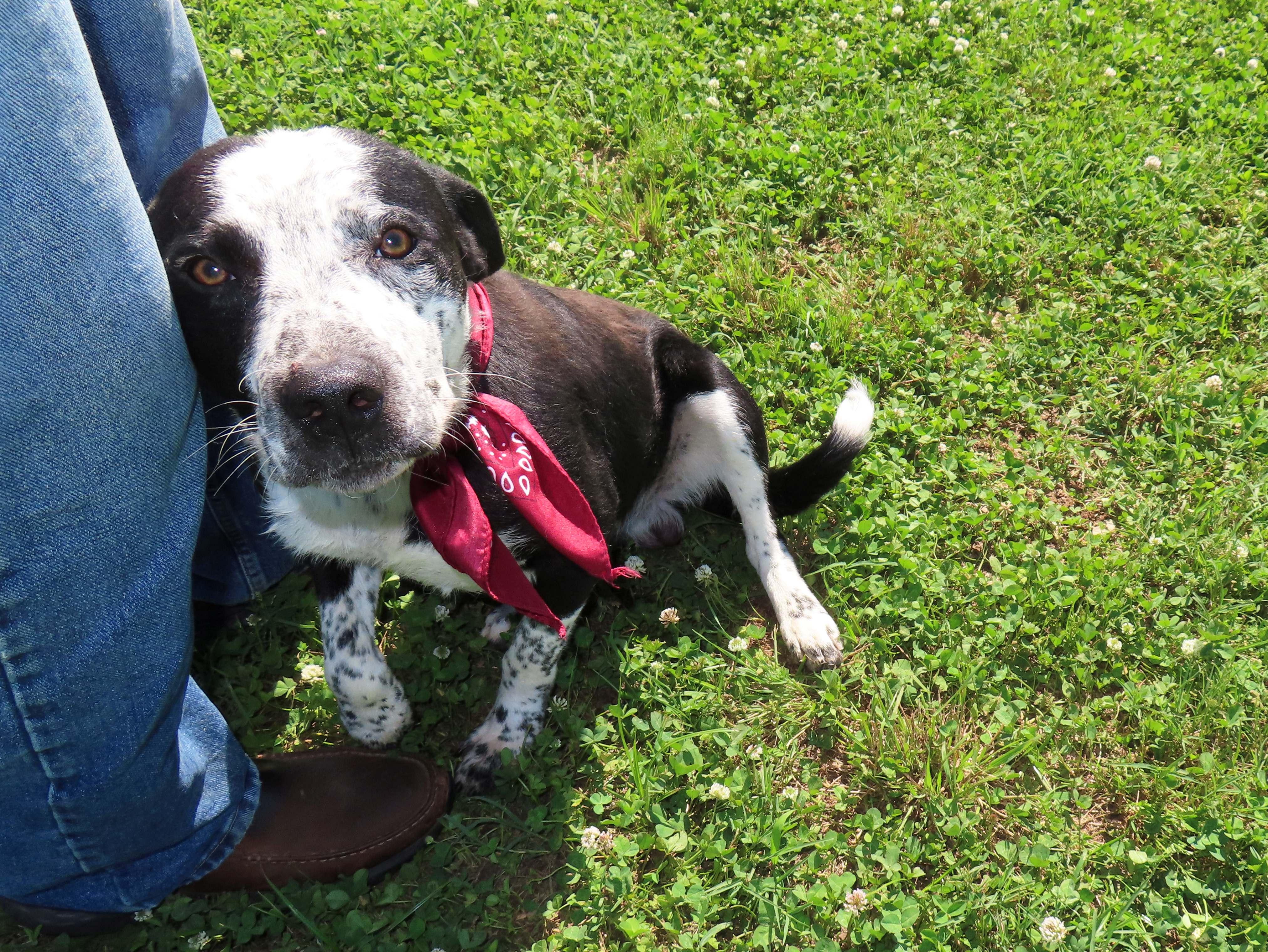 Enlarge Kenny 26C-129, a ADOPTABLE mixed breed in Rogers, AR image 5/5