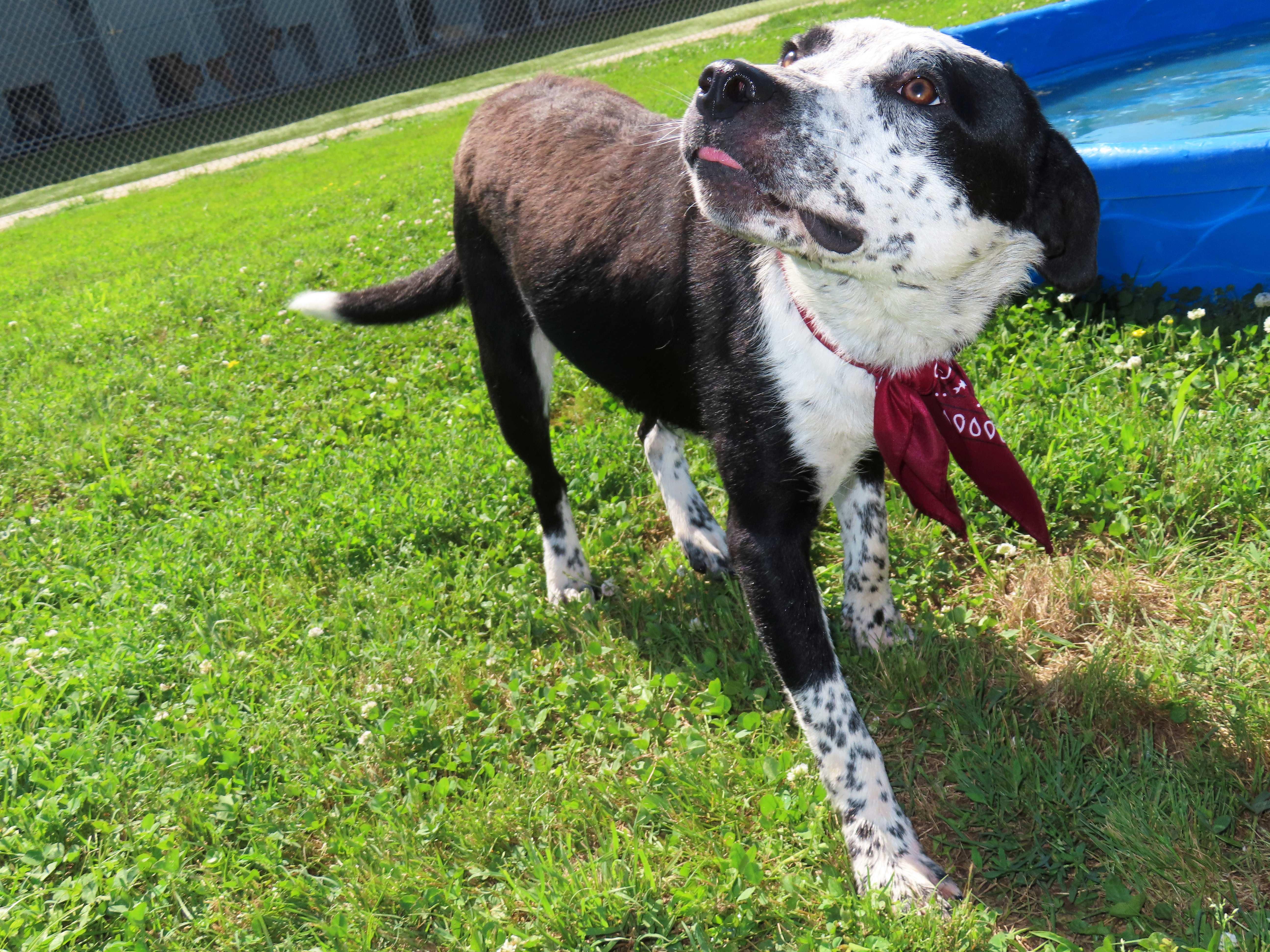 Enlarge Kenny 26C-129, a ADOPTABLE mixed breed in Rogers, AR image 2/5