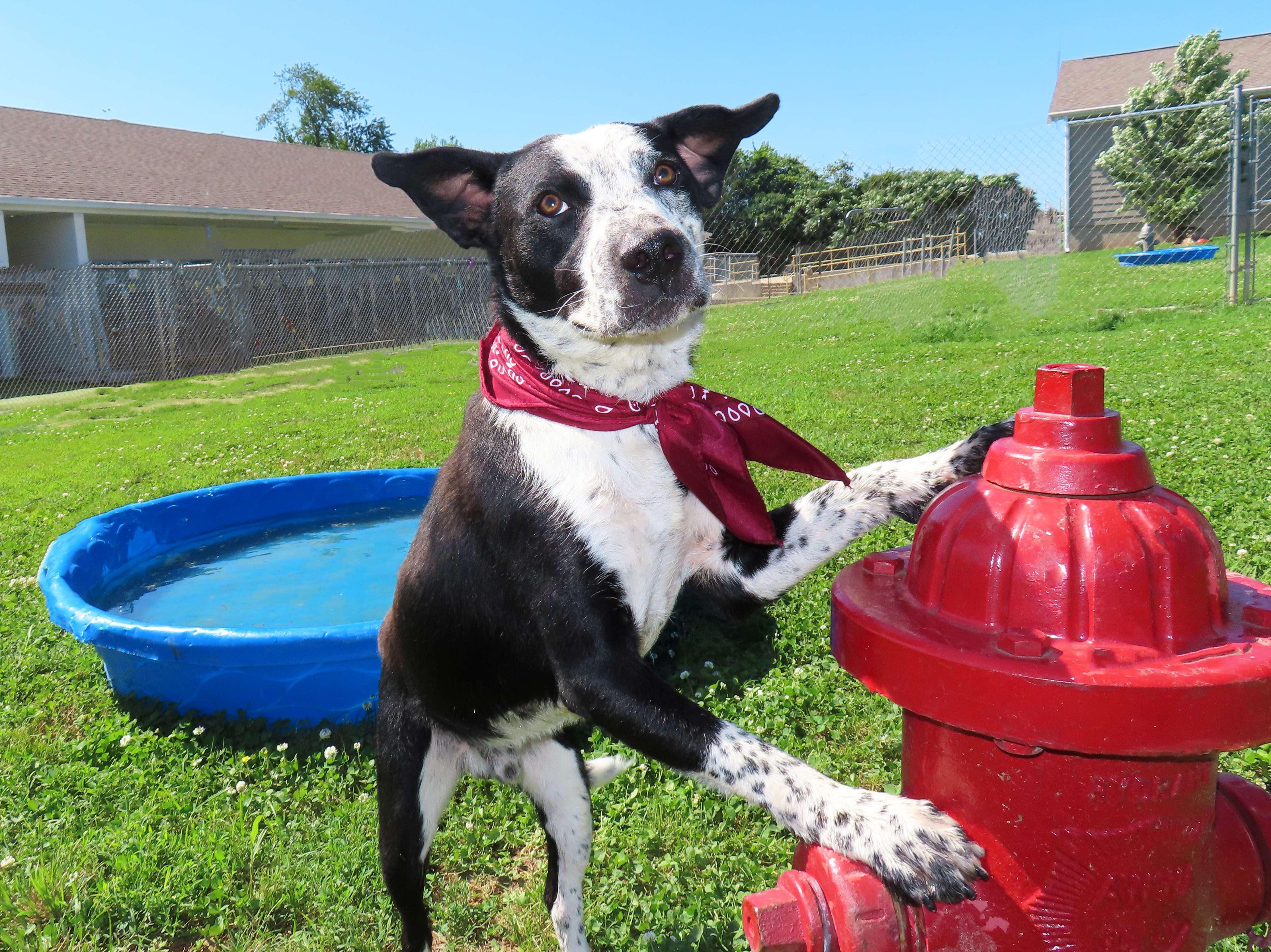 Enlarge Kenny 26C-129, a ADOPTABLE mixed breed in Rogers, AR image 4/5