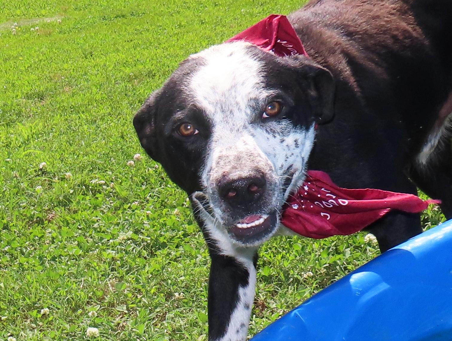 Enlarge Kenny 26C-129, a ADOPTABLE mixed breed in Rogers, AR image 1/5