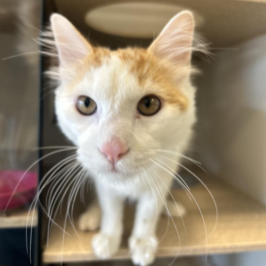 Bridgers, Adoptable, Young Male Domestic Medium Hair.