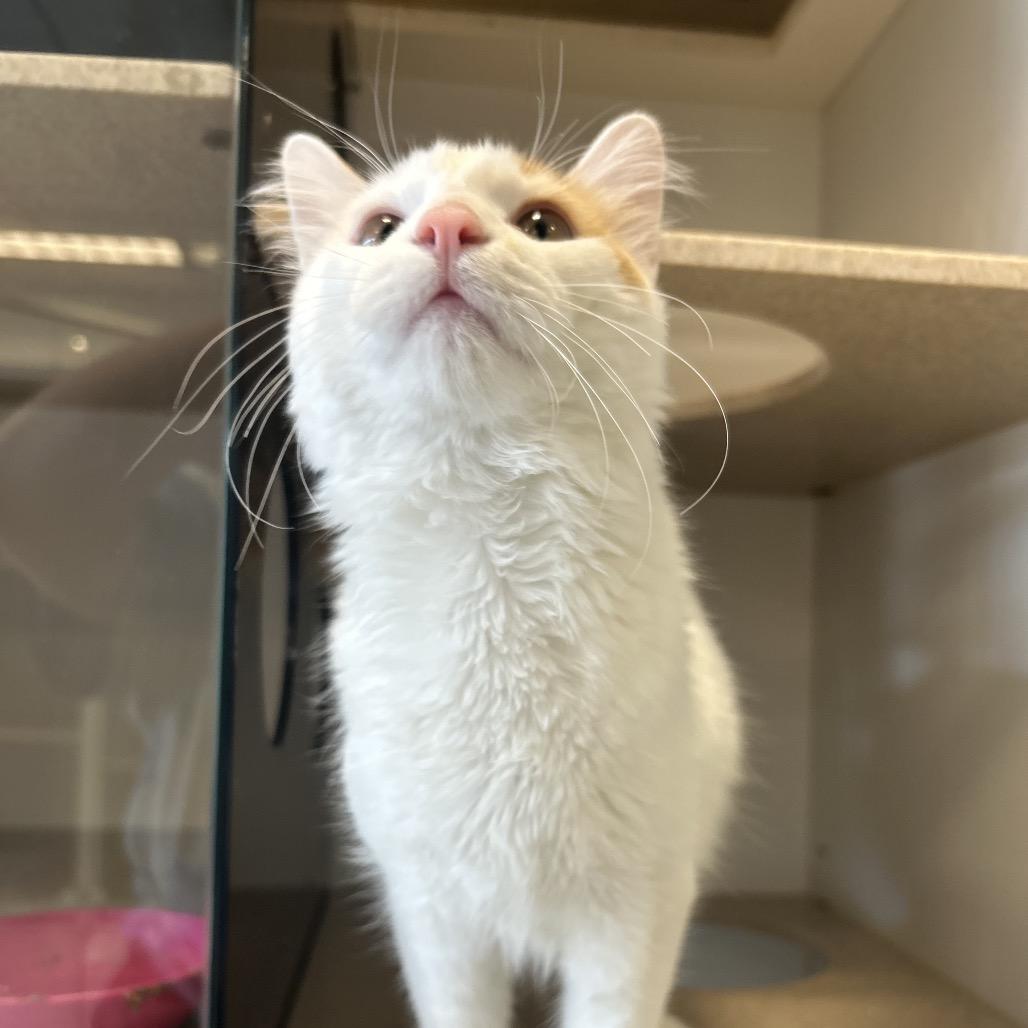 Bridgers, a Adoptable Domestic Medium Hair in Park City, UT image 2/4