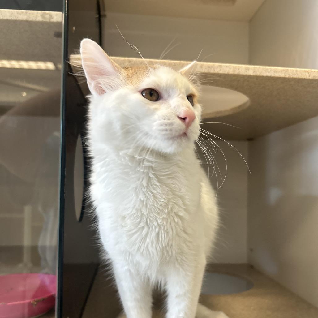 Bridgers, a Adoptable Domestic Medium Hair in Park City, UT image 3/4