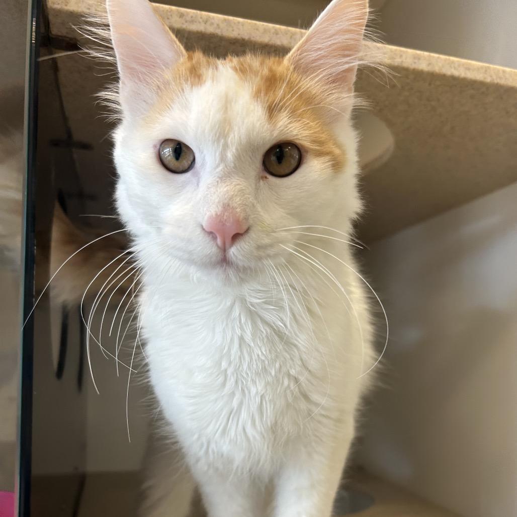 Bridgers, a Adoptable Domestic Medium Hair in Park City, UT image 4/4