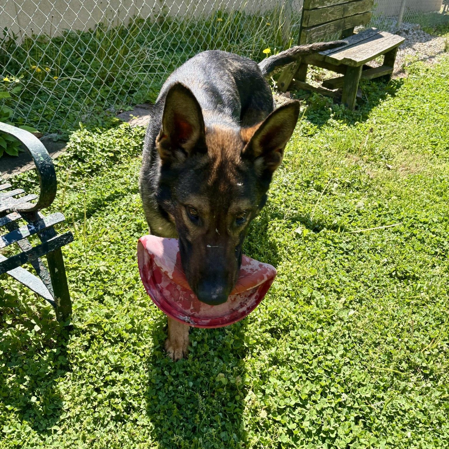 Enlarge Quint, an adopted mixed breed in Circleville, OH image 2/4