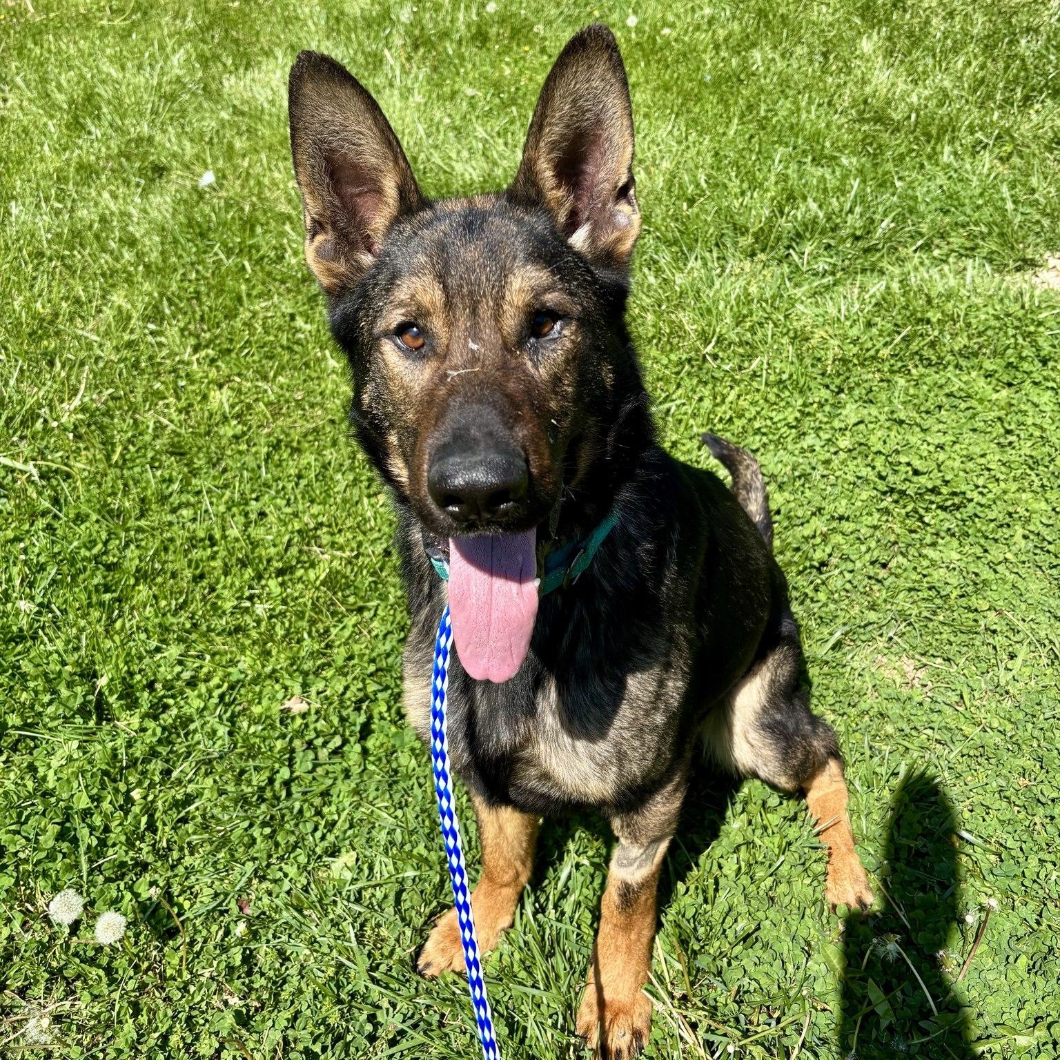 Enlarge Quint, an adopted mixed breed in Circleville, OH image 3/4