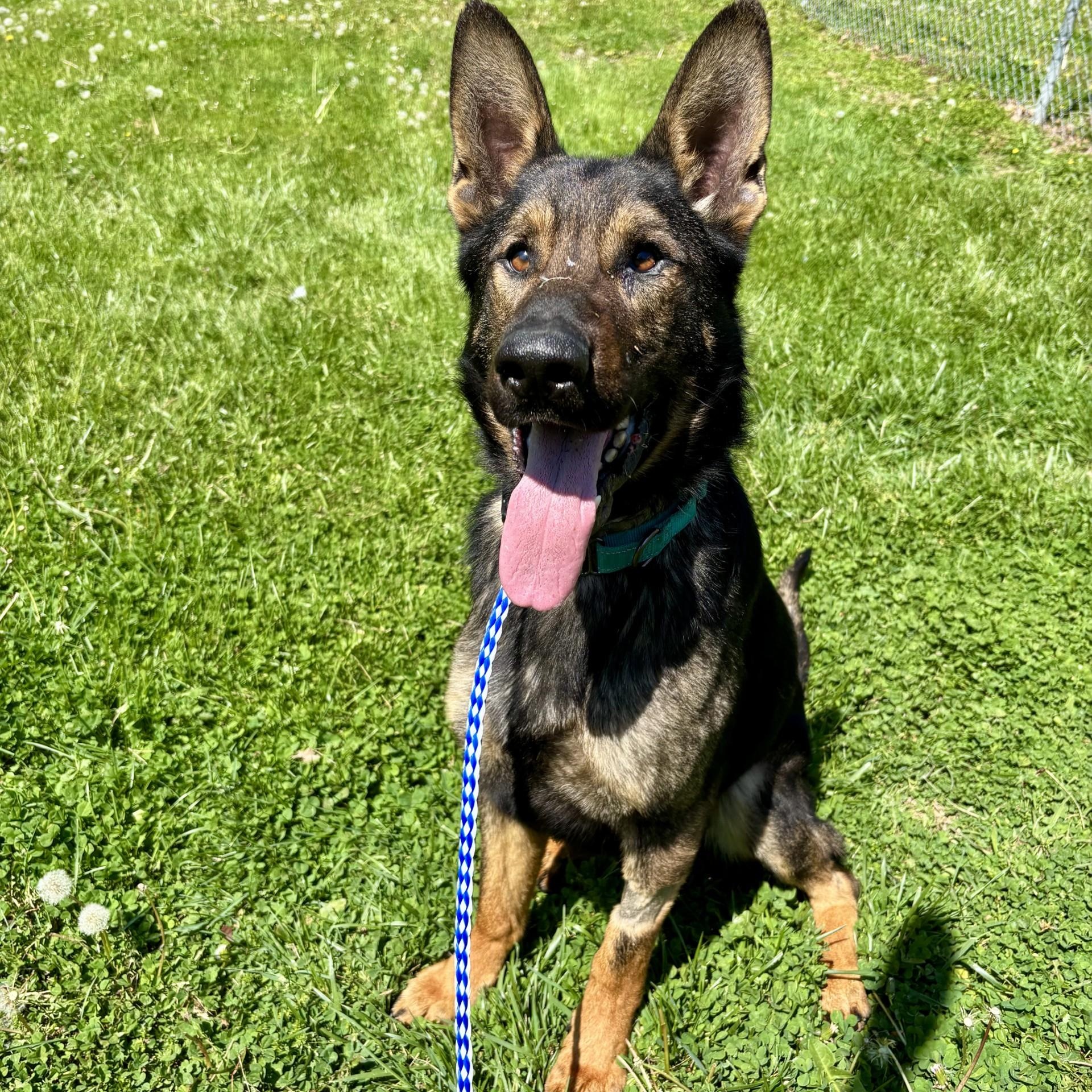 Quint, adopted, Adult Male German Shepherd Dog.