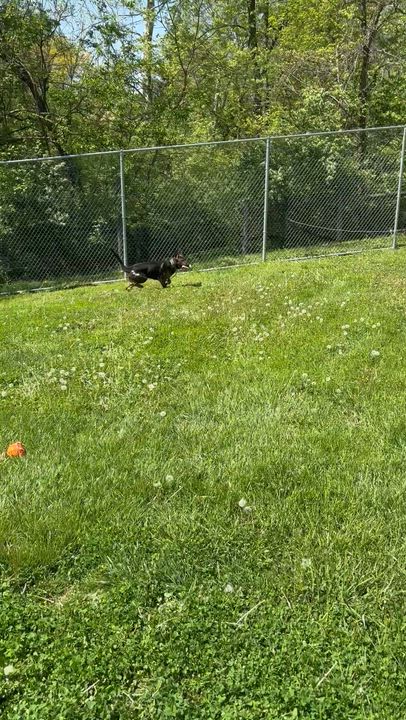 Enlarge Quint, an adopted mixed breed in Circleville, OH video 4/4
