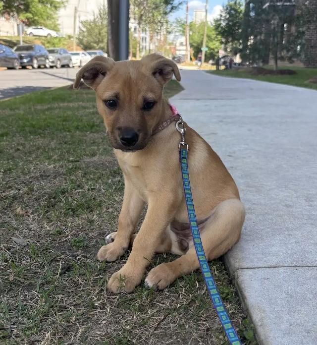 Sienna, Adoptable, Puppy Female Shepherd.