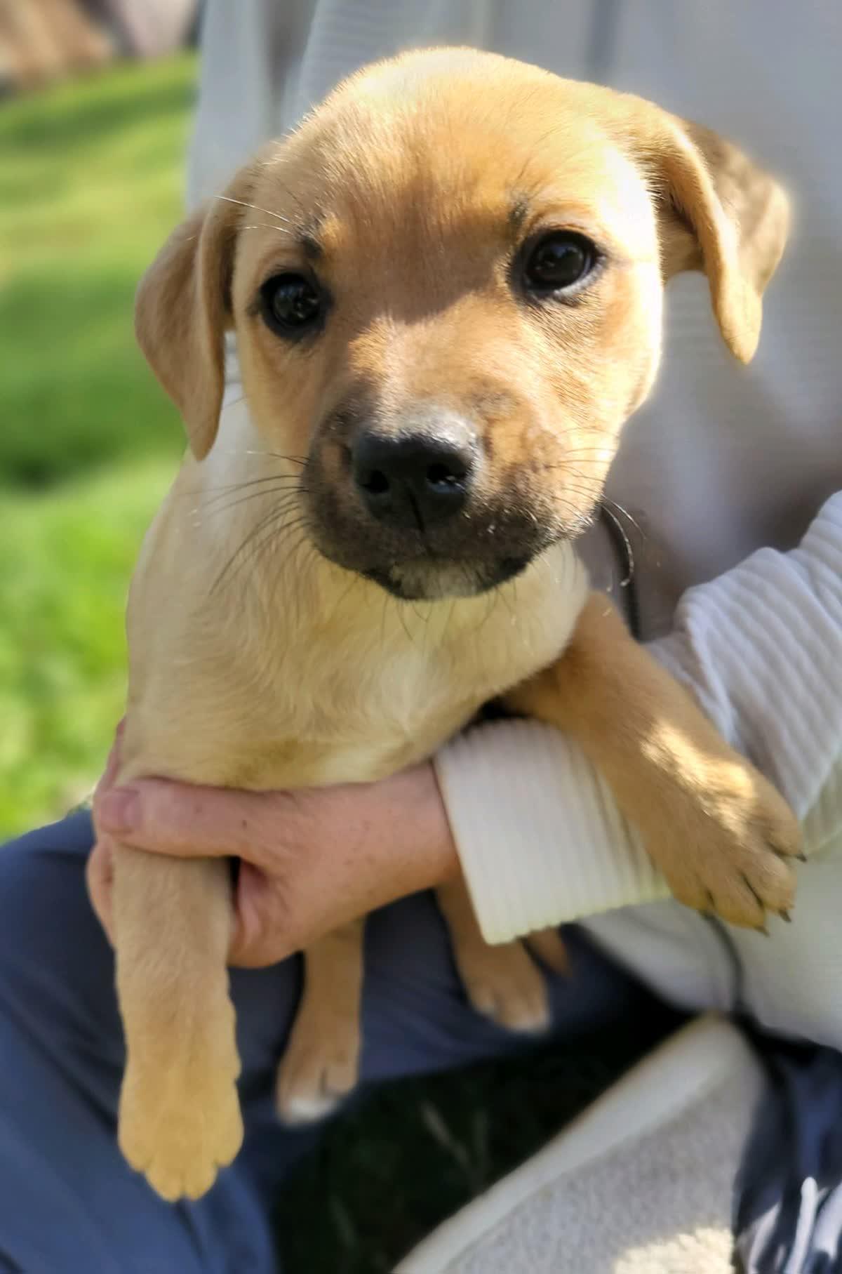 Sienna, a Adoptable mixed breed in Orlando, FL image 3/4