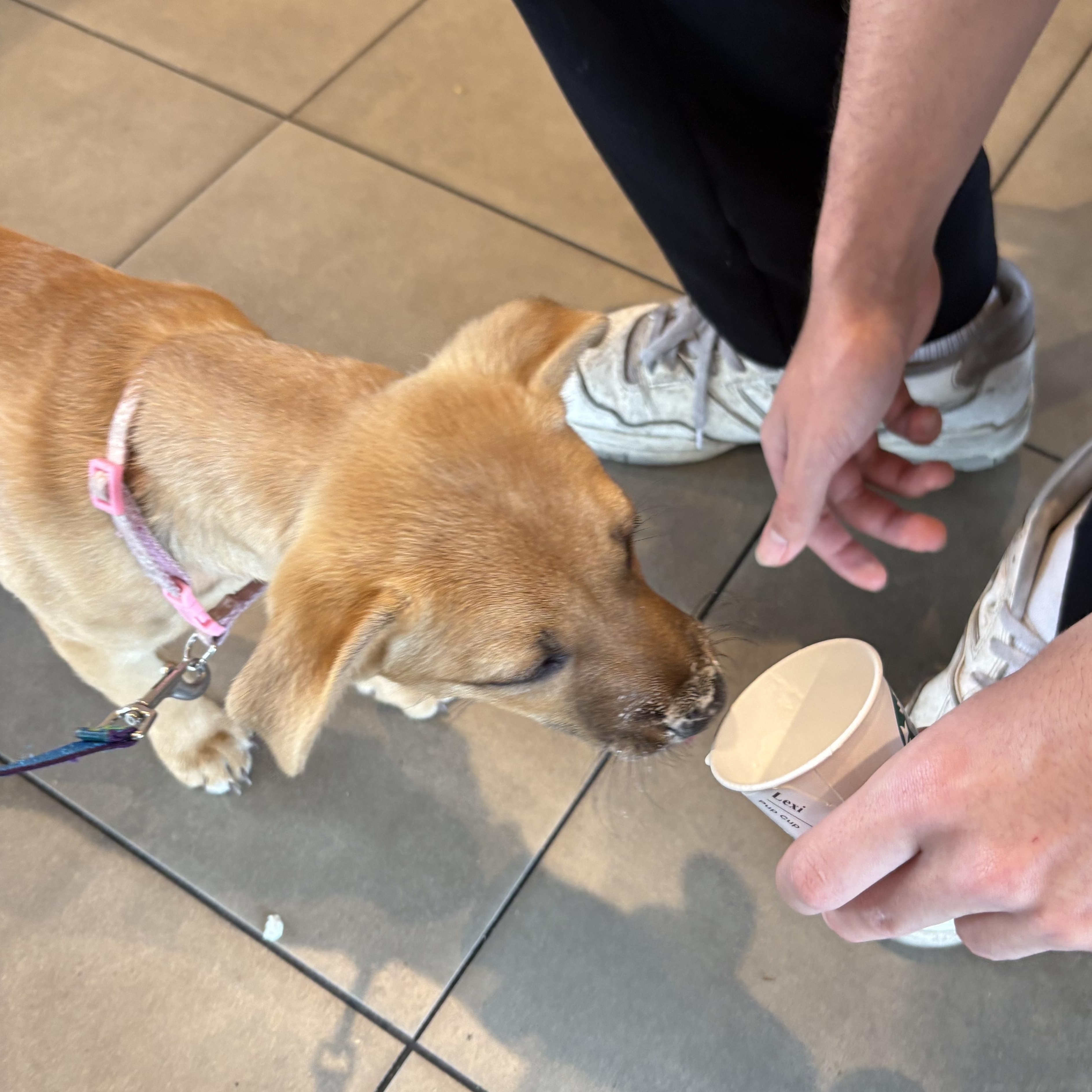 Sienna, a Adoptable mixed breed in Orlando, FL image 4/4