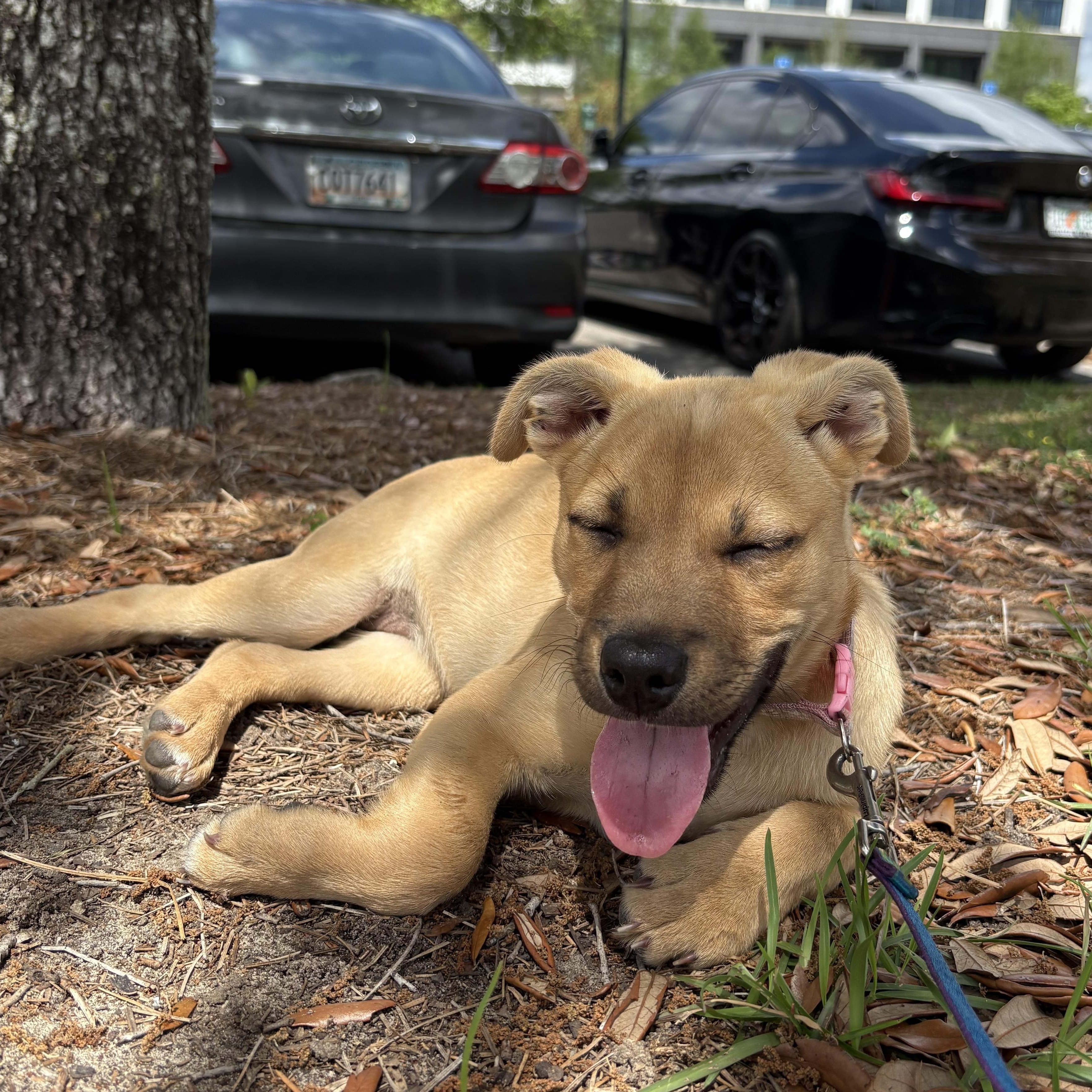 Sienna, a Adoptable mixed breed in Orlando, FL image 2/4