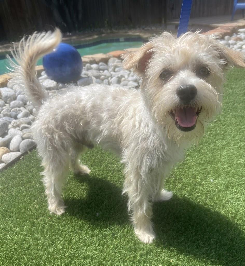 LOUIE, adopted, Young Male Morkie.