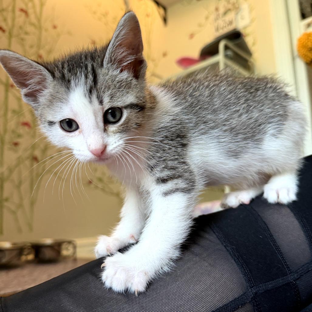 Enlarge Carl, a Adoptable Domestic Short Hair in FAIRWAY, KS image 2/5