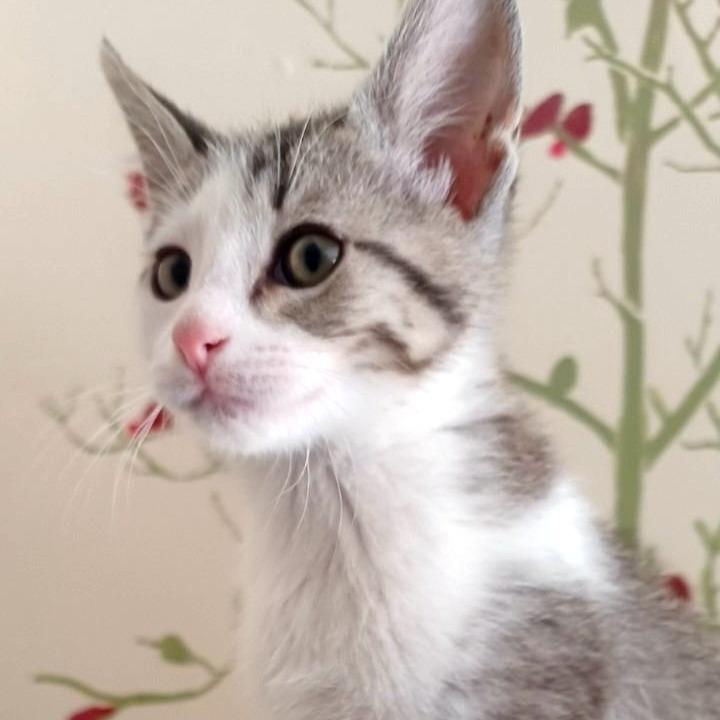 Enlarge Carl, a Adoptable Domestic Short Hair in FAIRWAY, KS image 5/5