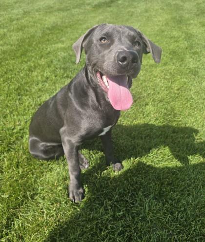 Enlarge Shelby, a Adoptable mixed breed in Missoula, MT image 1/2