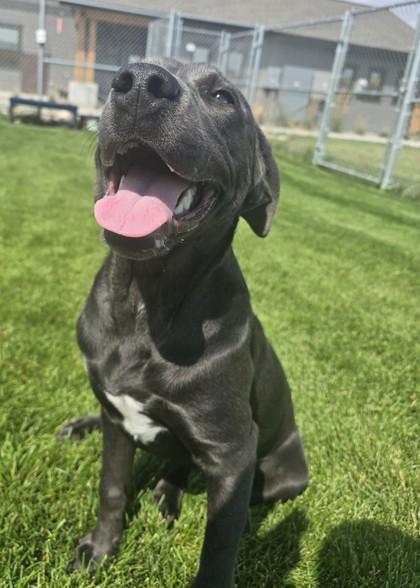 Enlarge Shelby, a Adoptable mixed breed in Missoula, MT image 2/2