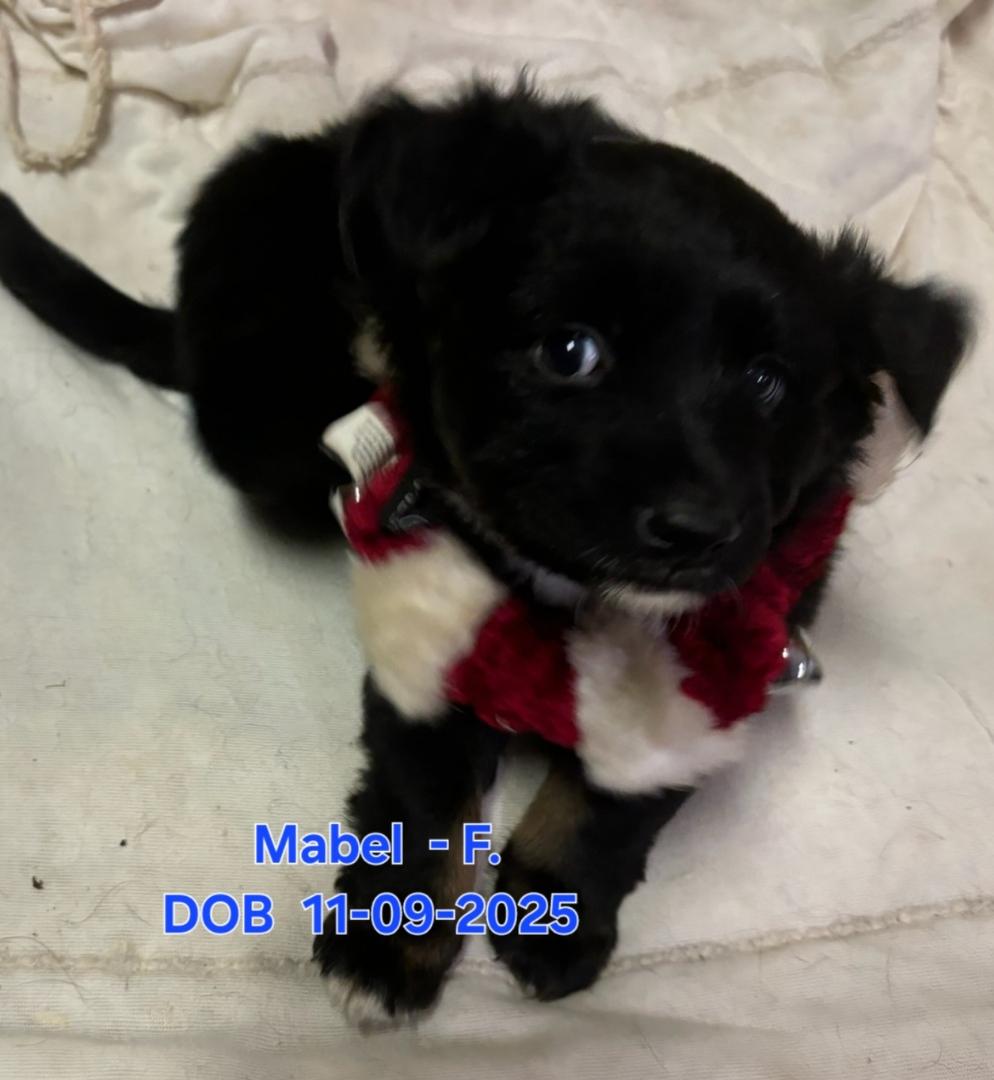 Enlarge Puppies!!, a ADOPTABLE mixed breed in Nucla, CO image 2/6