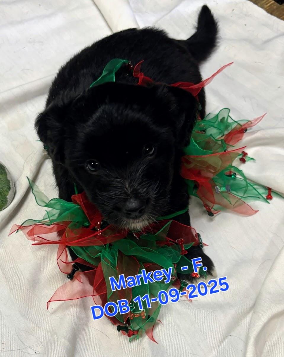 Enlarge Puppies!!, a ADOPTABLE mixed breed in Nucla, CO image 4/6