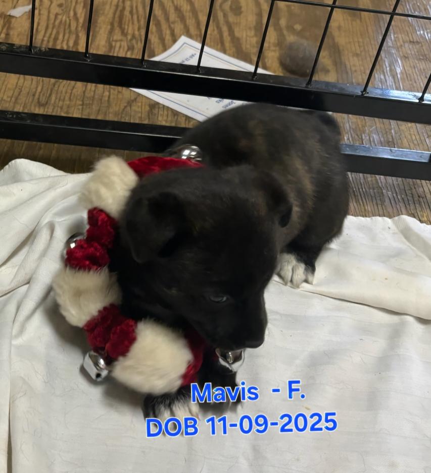 Enlarge Puppies!!, a ADOPTABLE mixed breed in Nucla, CO image 6/6