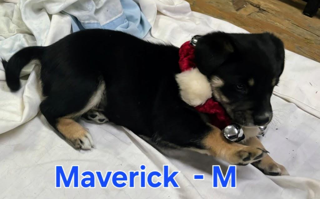 Enlarge Puppies!!, a ADOPTABLE mixed breed in Nucla, CO image 3/6