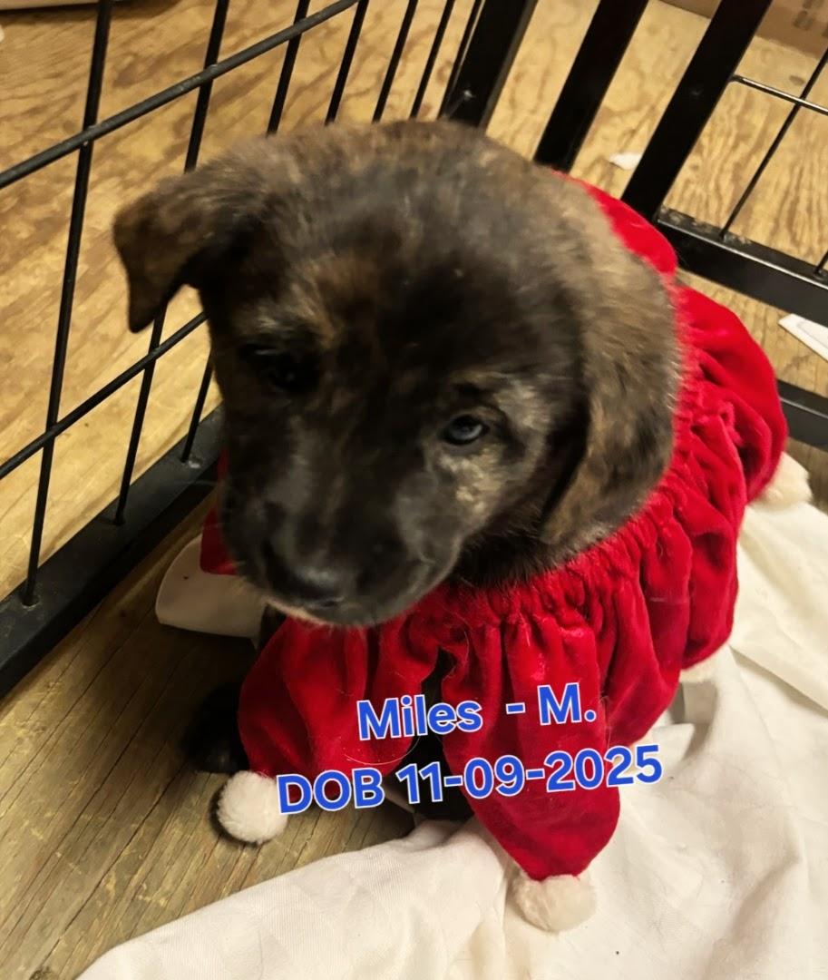 Enlarge Puppies!!, a ADOPTABLE mixed breed in Nucla, CO image 5/6