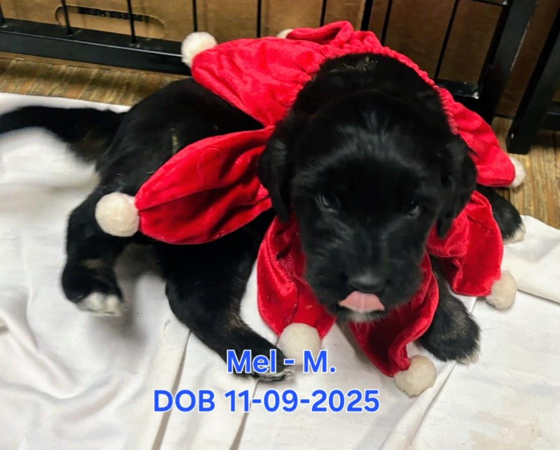 Puppies!!, ADOPTABLE, Puppy Female Black Labrador Retriever & Border Collie.