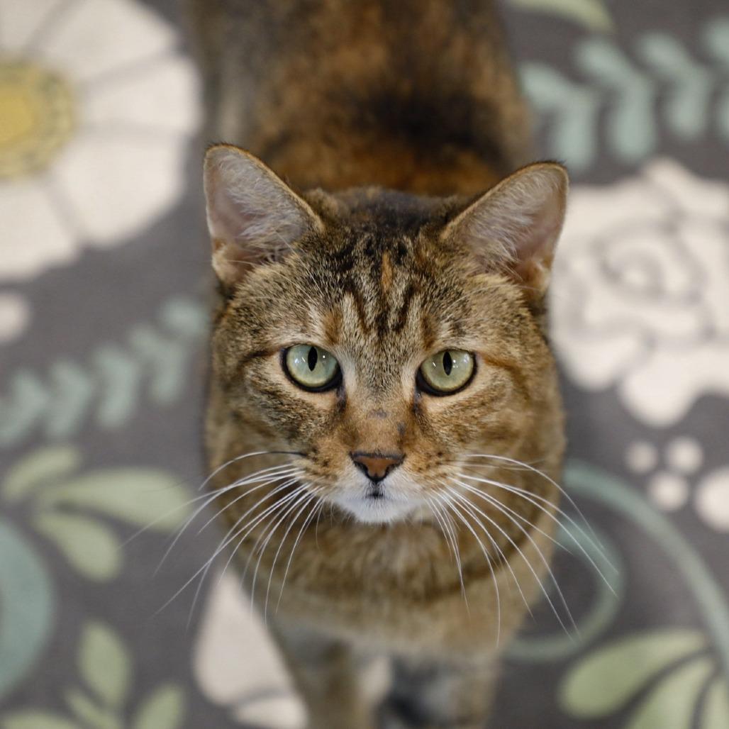 Bonnie 2, a Adoptable Domestic Short Hair in Tampa, FL image 1/3