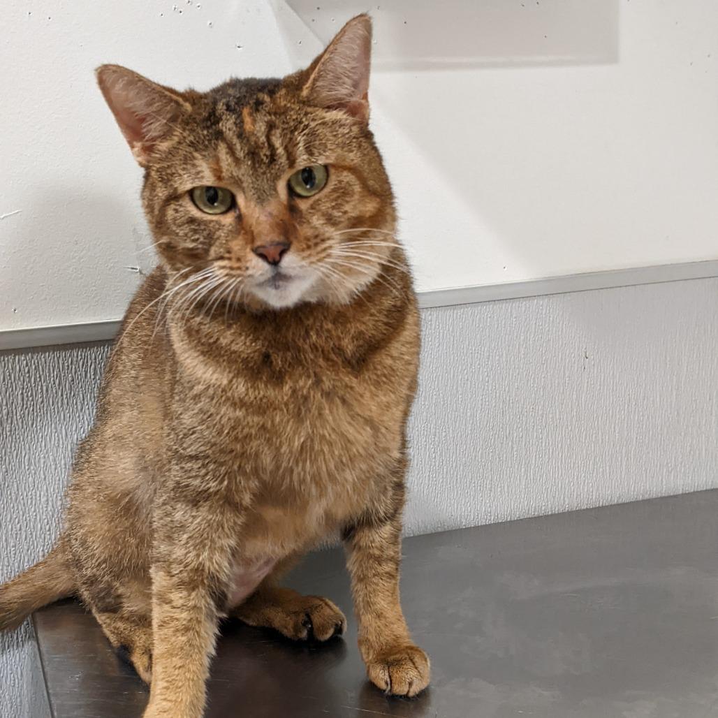 Bonnie 2, a Adoptable Domestic Short Hair in Tampa, FL image 3/3