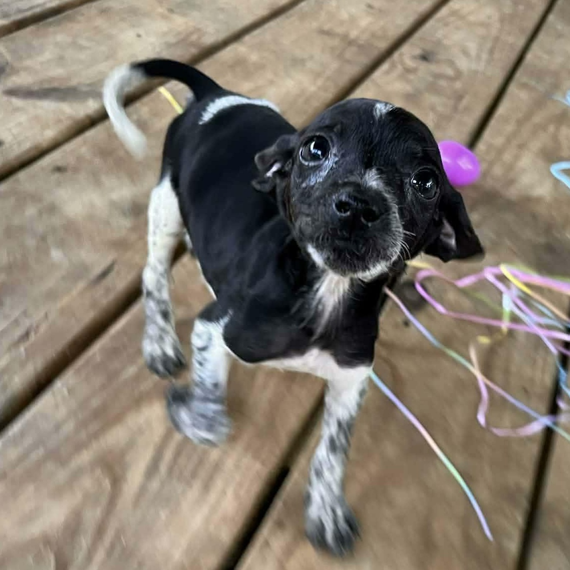 Enlarge Royce, a ADOPTABLE mixed breed in Windsor, ON image 4/5